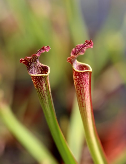 Carnivorous plant Sarracenia x farnhamii