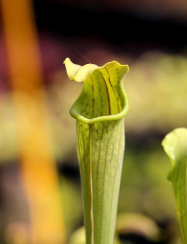 Carnivorous plant Sarracenia alata 'pubescens'