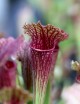 Plante carnivore Sarracenia hybride EVA