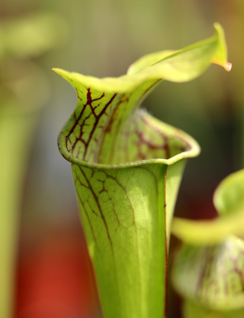 Carnivorous plant Sarracenia oreophila