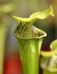 Carnivorous plant Sarracenia oreophila