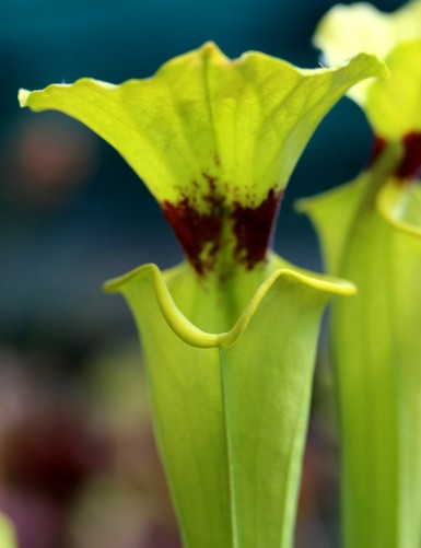 Plante carnivore Sarracenia flava var. rugelii