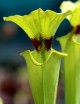 Plante carnivore Sarracenia flava var. rugelii