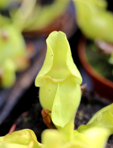 Carnivorous plant Sarracenia purpurea green form