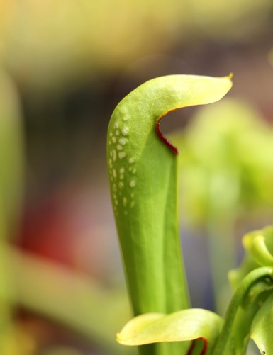 Carnivorous plant Sarracenia minor var okefenokeensis