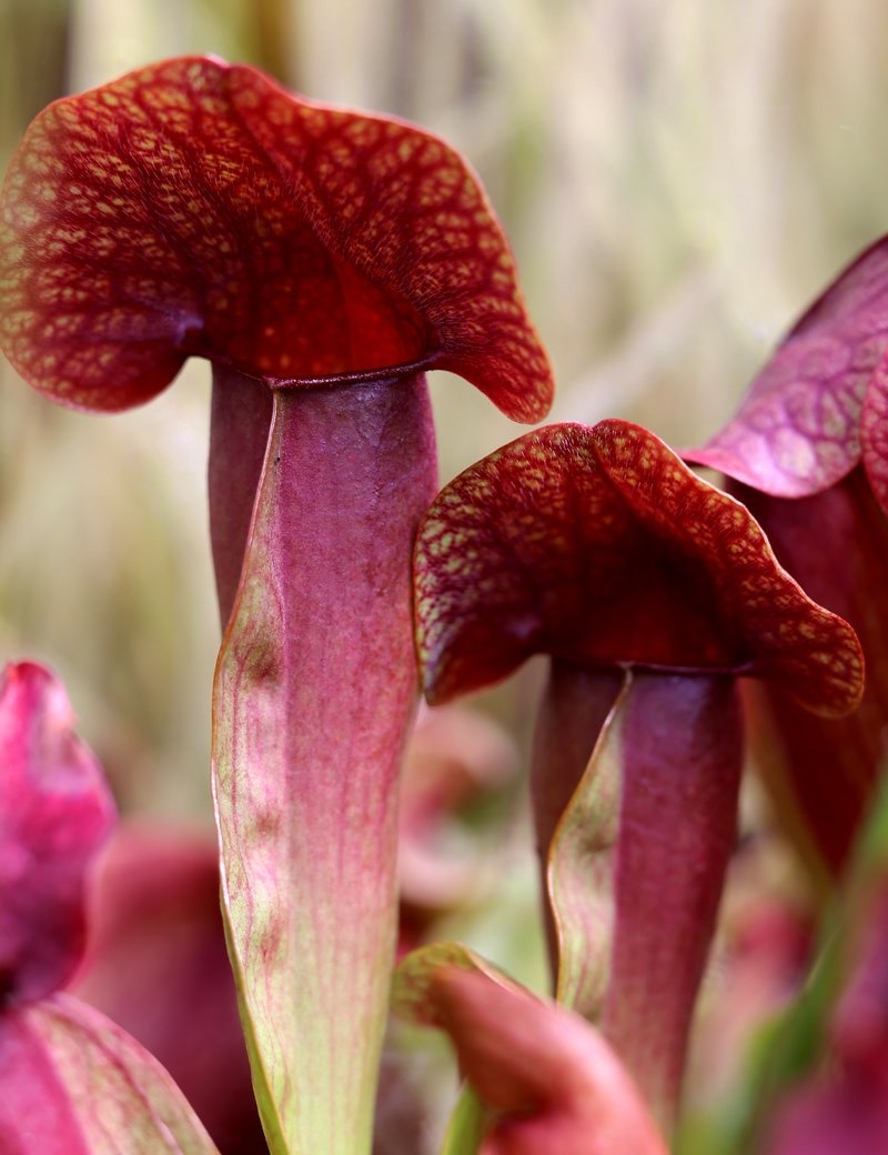 Plante carnivore Sarracenia x swaniana