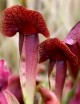 Plante carnivore Sarracenia x swaniana
