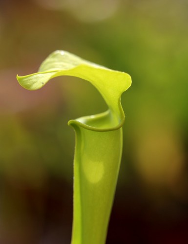 Plante carnivore Sarracenia flava var. maxima