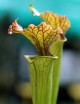 Carnivorous plant Sarracenia x Moorei