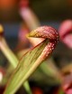 Carnivorous plant Sarracenia gilpini