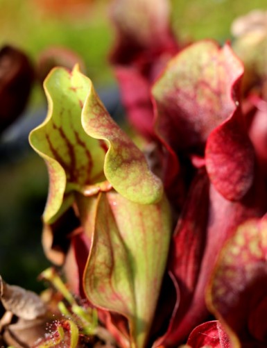 Carnivorous plant Sarracenia purpurea subsp. venosa