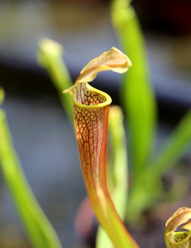 Plante carnivore Sarracenia rubra ssp. wherryi