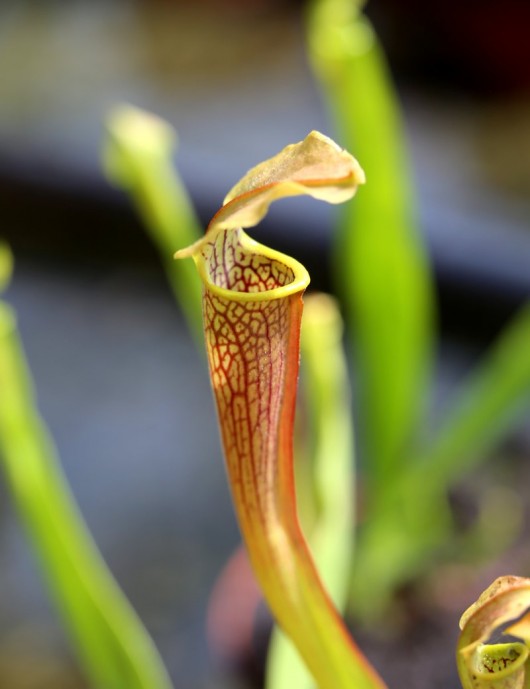 Plante carnivore Sarracenia rubra ssp. wherryi
