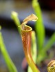 Plante carnivore Sarracenia rubra ssp. wherryi