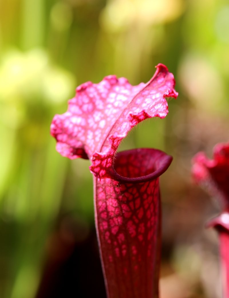 Plante carnivore Sarracenia 'Juthatip Soper'