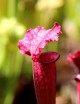 Carnivorous plant Sarracenia 'Juthatip Soper'