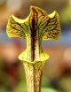 Plante carnivore Sarracenia flava ornata x superornata