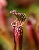 Plante carnivore Sarracenia stevensii