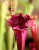 Carnivorous plant Sarracenia 'Juthatip Soper'