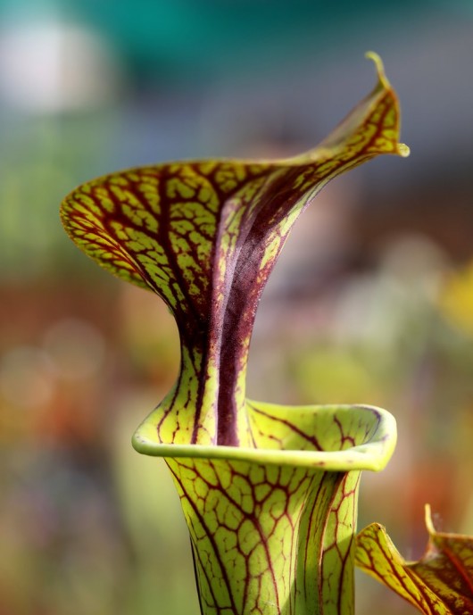Carnivorous plants Sarracenia flava var. ornata