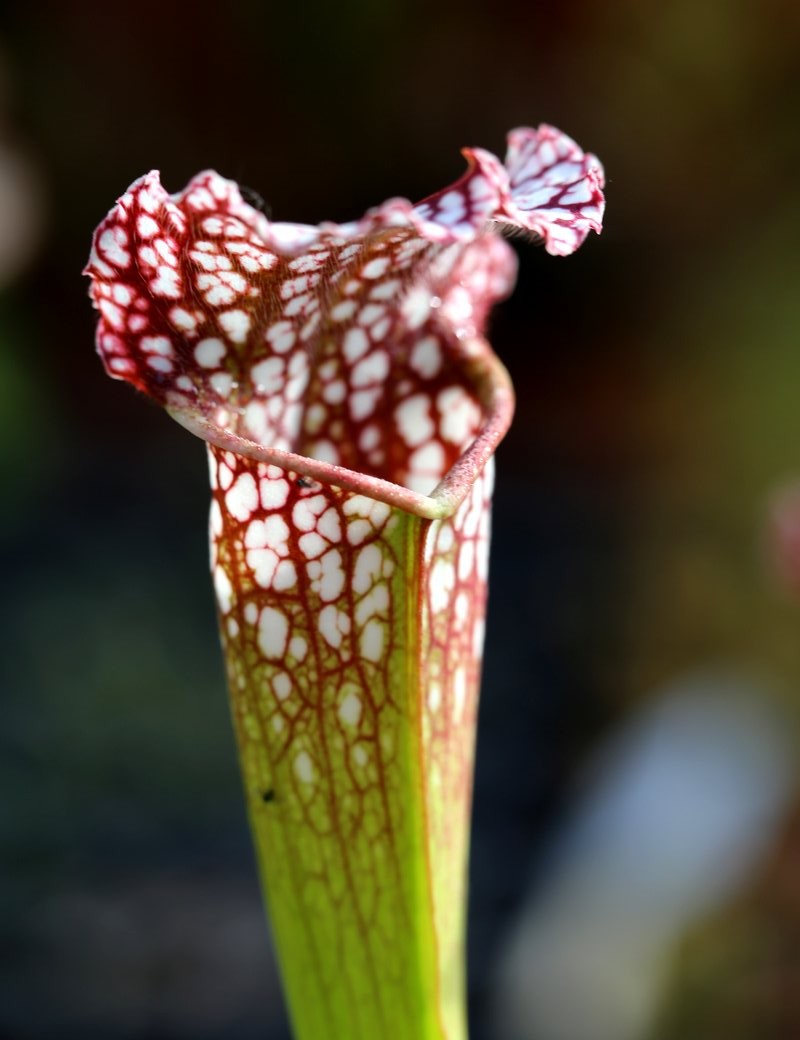 Carnivorous plant Sarracenia leucophylla 'hybrid'
