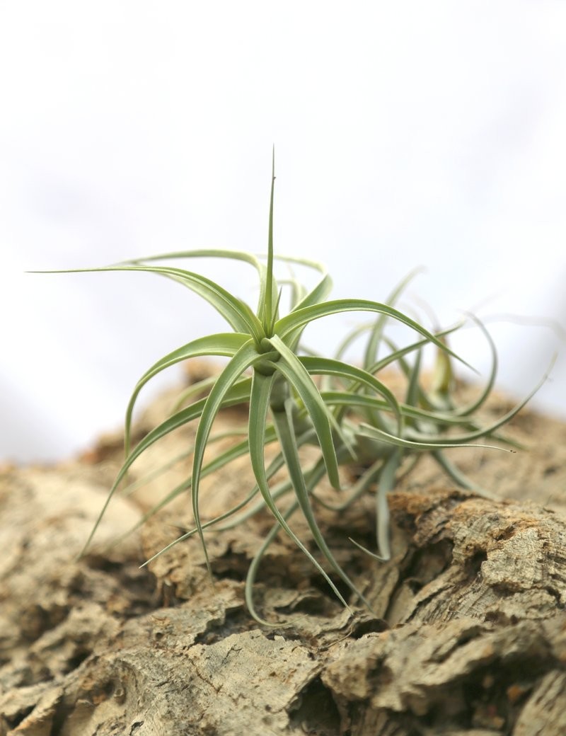 Tillandsia bergeri daughter of the air