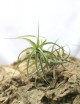 Tillandsia bergeri daughter of the air