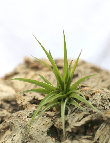 Tillandsia brachycaulos var. abdida - 8 à 12cm fille de l'air