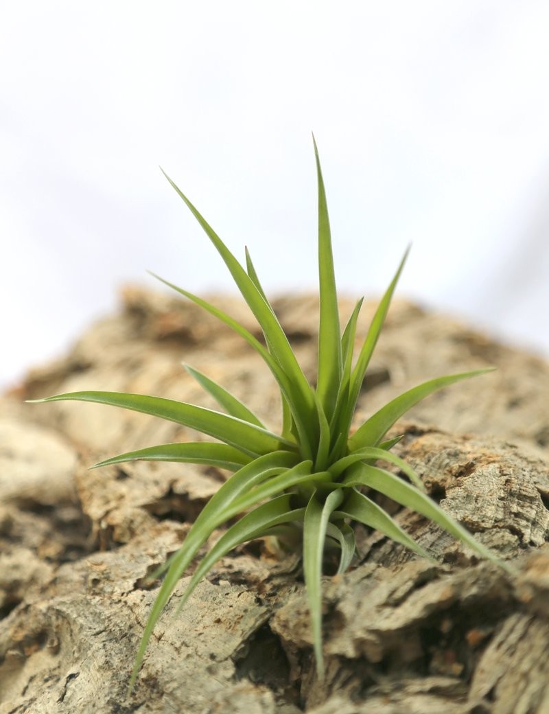 Tillandsia brachycaulos var. abdida fille de l'air