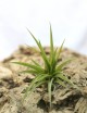 Tillandsia brachycaulos var. abdida - 8 à 12cm fille de l'air