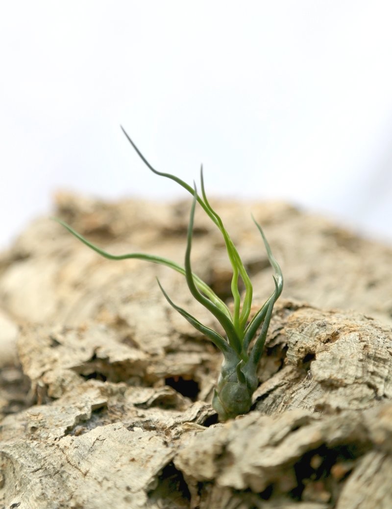 Tillandsia bulbosa - 7 à 10 cm fille de l'air