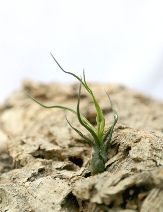Tillandsia bulbosa - 5 to 8 cm tall
