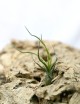 Tillandsia bulbosa - 5 to 8 cm tall