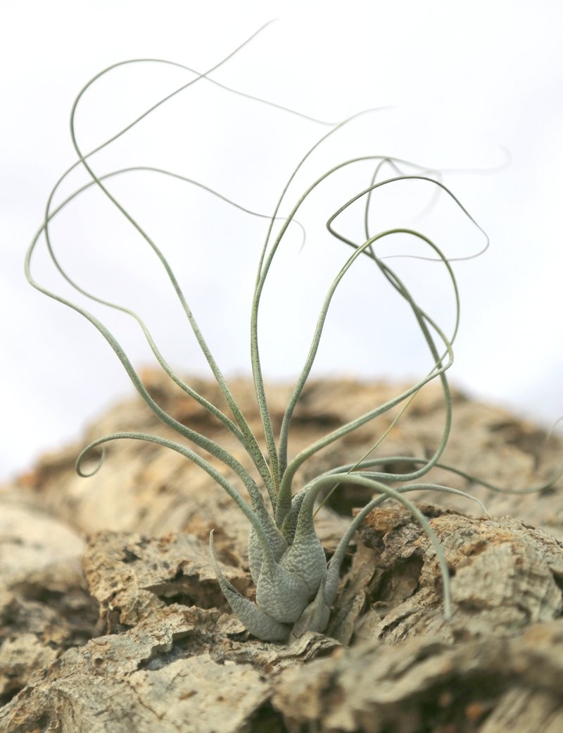 Tillandsia butzii - 20 à 25 cm fille de l'air