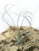 Tillandsia butzii - 20 to 25 cm air plant