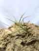 Tillandsia caliginosa - 10 à 15 cm fille de l'air