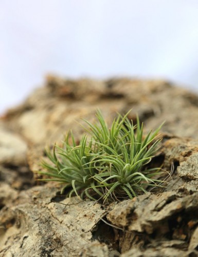Tillandsia ionantha 'Mexico' - 7 à 9 cm fille de l'air