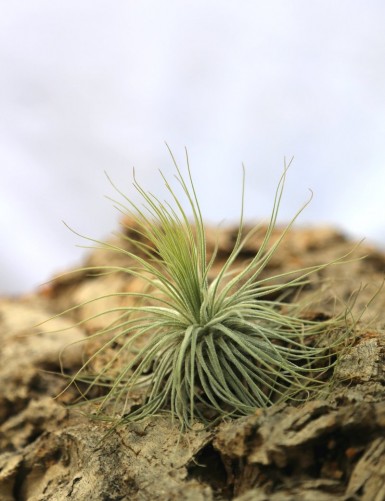 Tillandsia magnusiana fille de l'air