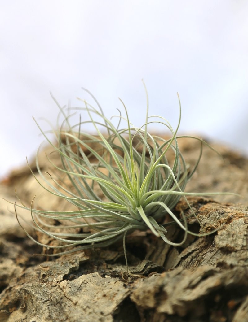 Tillandsia oaxacana - 7 to 10 cm air plant