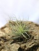 Tillandsia oaxacana - 7 to 10 cm air plant