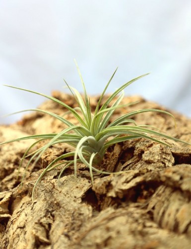 Tillandsia pohliana - 12 à 18 cm fille de l'air