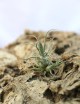 Tillandsia pruinosa - 8 to 10 cm air plant