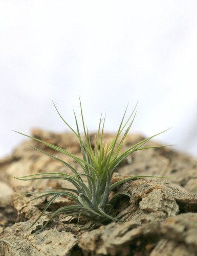 Tillandsia scaposa - 6 à 8 cm fille de l'air