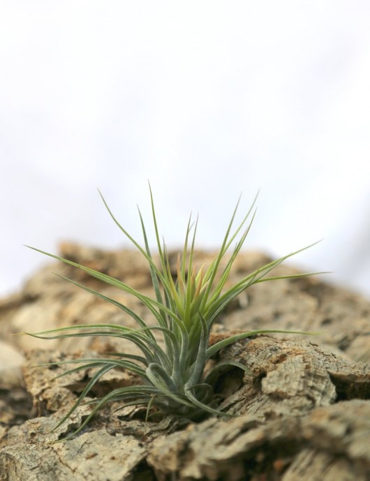 Tillandsia scaposa - 8 à 10 cm fille de l'air