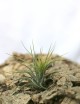 Tillandsia scaposa - 8 à 10 cm fille de l'air