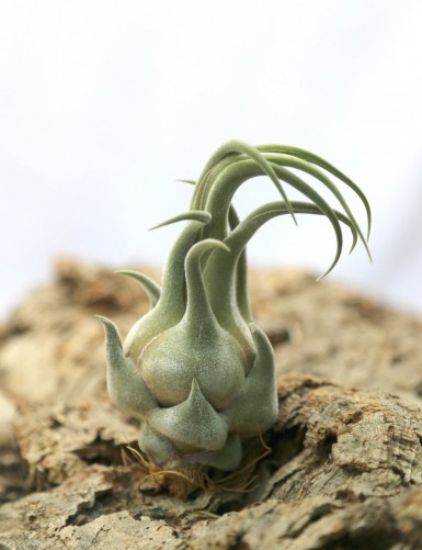 Tillandsia seleriana - 15 à 20 cm fille de l'air