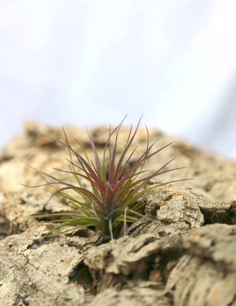 Tillandsia tenuifolia - 8 to 10 cm air plant