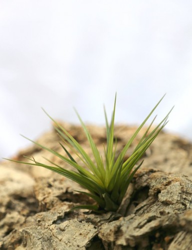Tillandsia tricolor var. melanocrater air daughter
