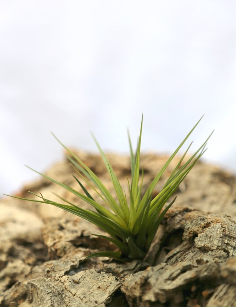 Tillandsia tricolor var. melanocrater air daughter