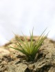 Tillandsia tricolor var. melanocrater air daughter